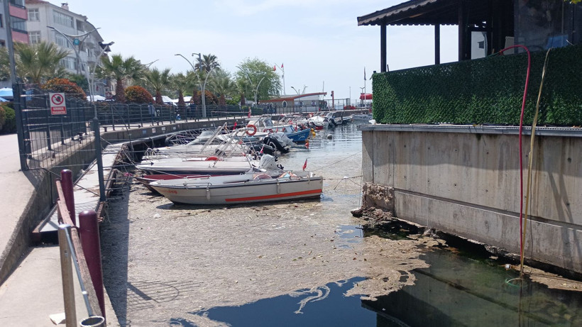 Karamürsel sahili müsilajla kaplandı - Resim: 4