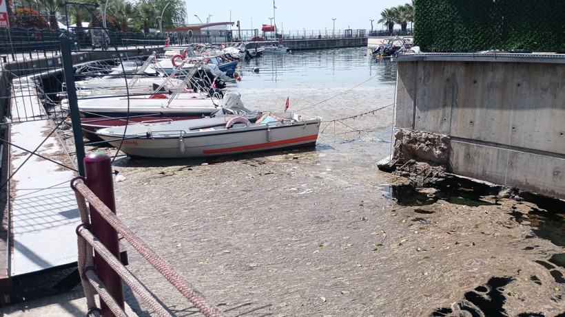 Karamürsel sahili müsilajla kaplandı - Resim: 5
