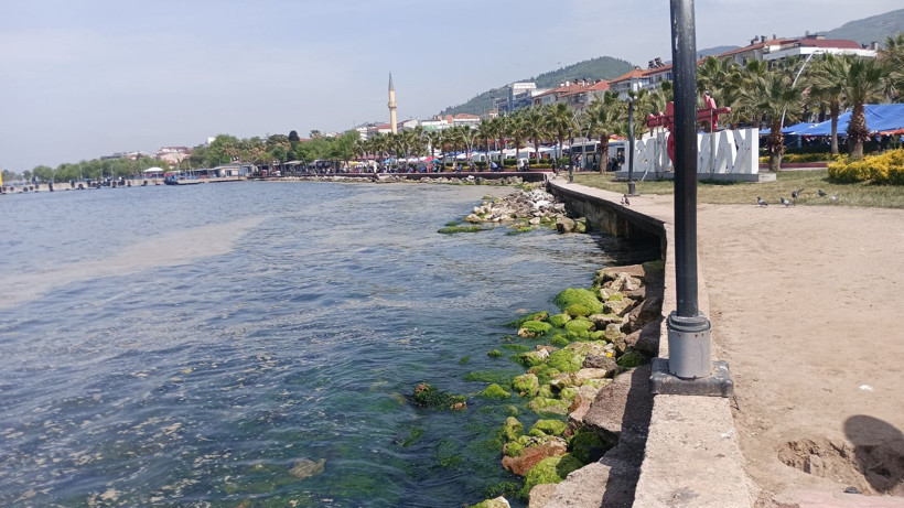 Karamürsel sahili müsilajla kaplandı - Resim: 6