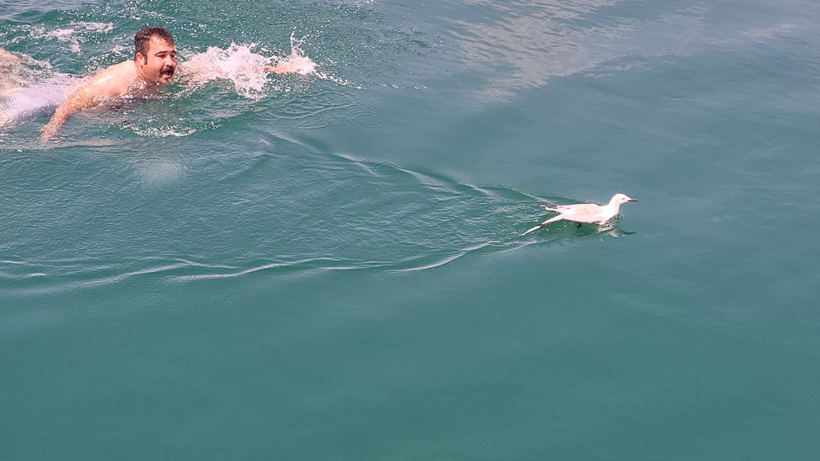 Adıyaman'da martı barajda mahsur kaldı! - Resim : 1