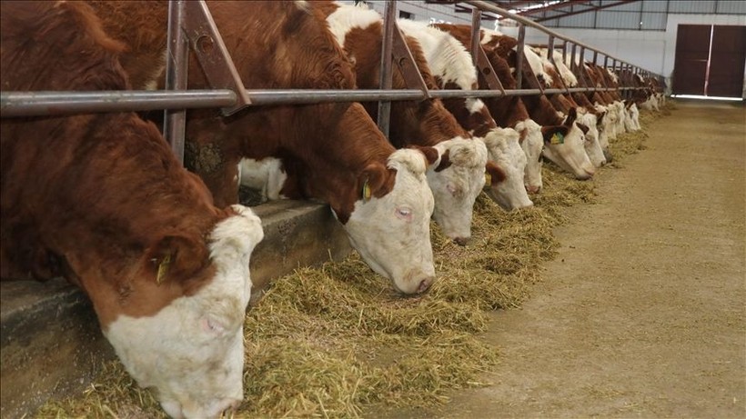 Kurban Bayramı öncesi şap alarmı: Karantina başladı - Resim: 1