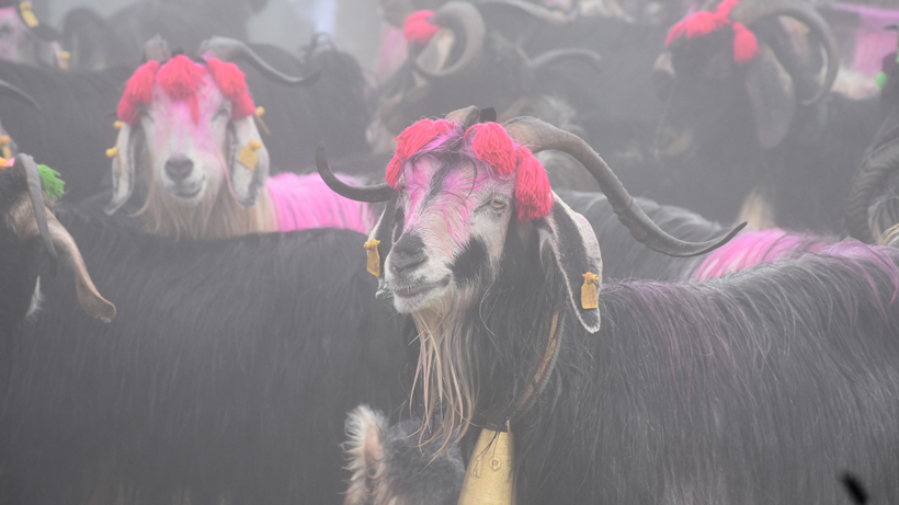 Sakarya'da 118 senedir devam eden gelenek: Adeta görsel şölen! - Resim : 2