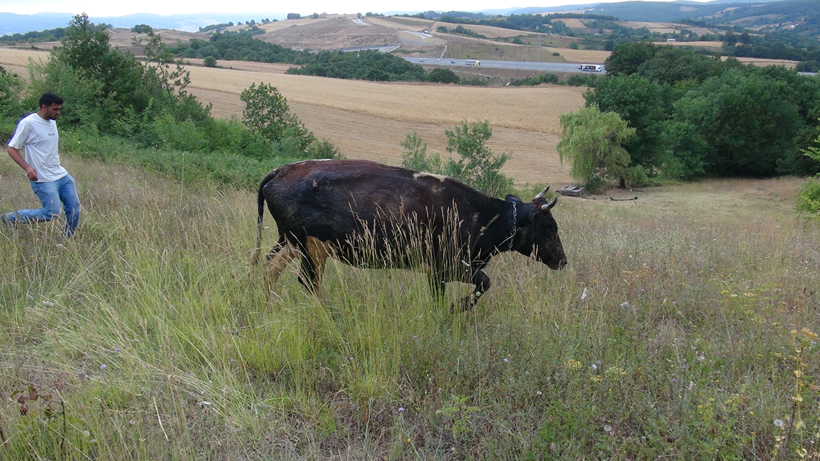 Kocaeli'de hamile inek 5 metrelik kuyuya düştü! - Resim : 1
