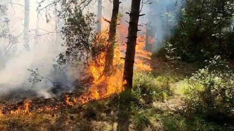 İstanbul'da orman yangını - Resim: 1