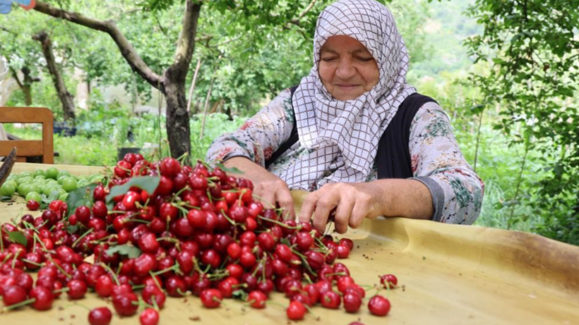 Aydın'ı zirai don vurdu: Kiraz fiyatları uçtu! - Resim : 1