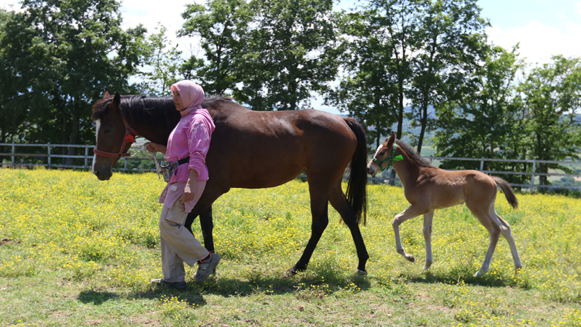 Kocaeli'de milyonluk atlara özel bakım! - Resim : 1