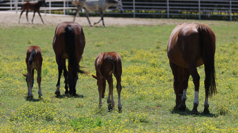 Kocaeli'de milyonluk atlara özel bakım! - Resim : 2