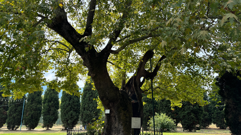 Son 930 yılın tanığı... Dev çınarı görenler hayran kalıyor - Resim : 1