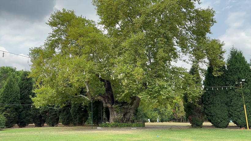 Son 930 yılın tanığı... Dev çınarı görenler hayran kalıyor - Resim : 2