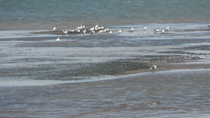 Korkutan görüntü: Deniz suyu 5 metre çekildi - Resim: 6
