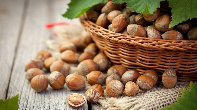 Kandıra'da fındık fiyatları 350 TL'ye doğru koşuyor - Resim: 1