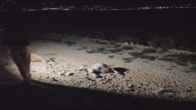 Sürüye daldılar: 37 küçükbaş hayvan telef oldu! - Resim : 3