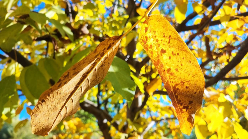 Adana’ya sonbahar geldi: kartpostallık manzaralar oluştu - Resim : 1