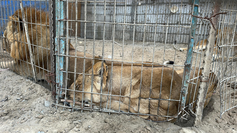 Gazze’de bir çadır, hayvanat bahçesinin kalan canlarına sığınak oldu - Resim : 1