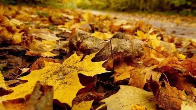 1 KASIM MESAJLARI VE DUYGU DOLU SÖZLER 2025 || En Güzel, Duygusal, Resimli Kasım Ayı Sözleri - Resim: 3