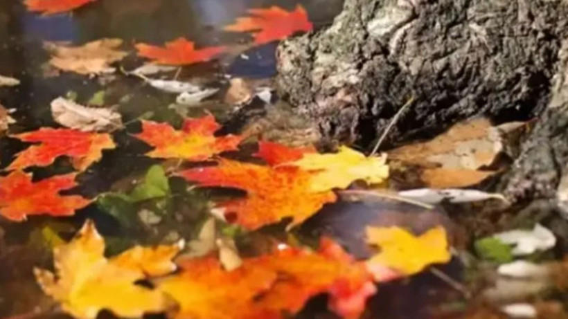 1 KASIM MESAJLARI VE DUYGU DOLU SÖZLER 2025 || En Güzel, Duygusal, Resimli Kasım Ayı Sözleri - Resim: 6