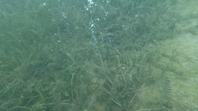 Sapanca Gölü'nde endişelendiren görüntü! Havadan ve su altından görüntülendi - Resim : 3