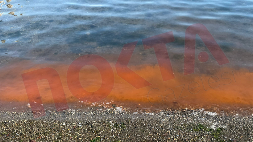 İzmit Körfezi’nde alg patlaması! - Resim : 2