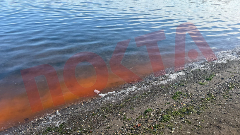 İzmit Körfezi’nde alg patlaması! - Resim : 1