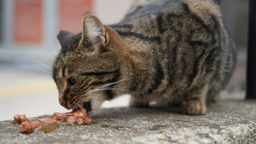 Kocaeli Veteriner Hekimler Oda Başkanı Mehmet Bostancı'dan sokak kedileriyle ilgili kritik uyarılar! - Resim : 3