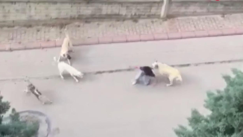 Ankara'da başıboş köpek saldırısı: 13 yaşındaki çocuk yaralandı! - Resim : 1