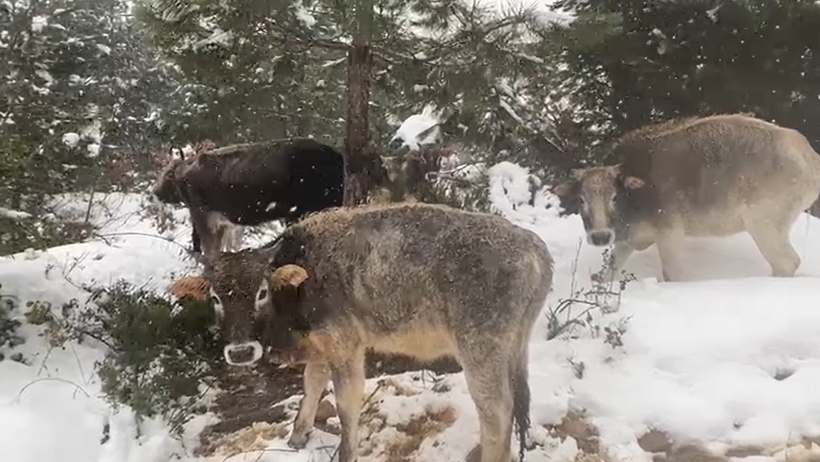 Yağan kara aldırmadılar, otlanmaya devam ettiler! - Resim : 1