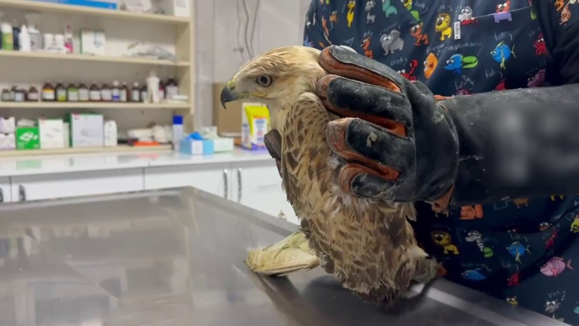 Yaralı şahin özgürlüğüne kavuştu - Resim : 2