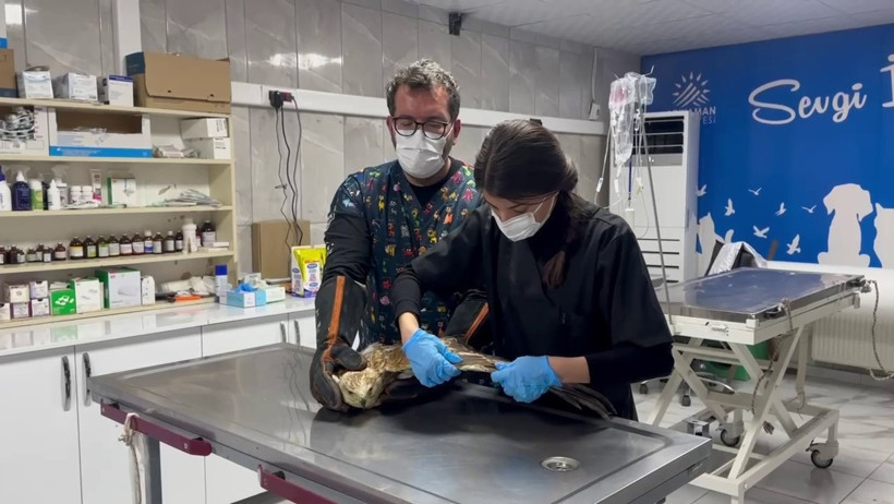 Yaralı şahin özgürlüğüne kavuştu - Resim : 1