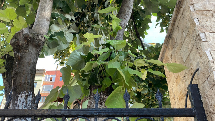 Ihlamur toplamak için çıkmıştı... Korkuluklara saplandı! - Resim : 2