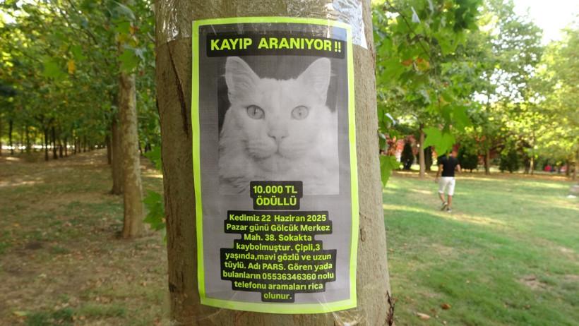 Bulana ödül verecek... Sokak sokak gezip onu arıyor! - Resim : 6