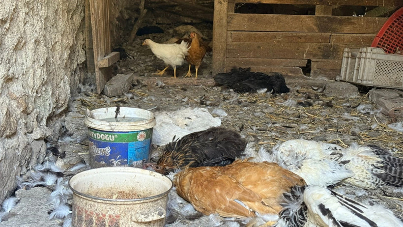 40 tavuk telef oldu: 22 yıllık emek bir gecede yok oldu - Resim : 3