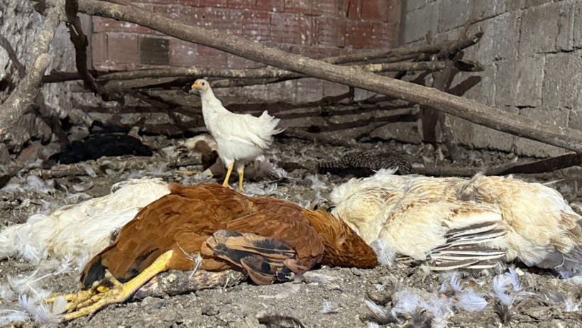 40 tavuk telef oldu: 22 yıllık emek bir gecede yok oldu - Resim : 2