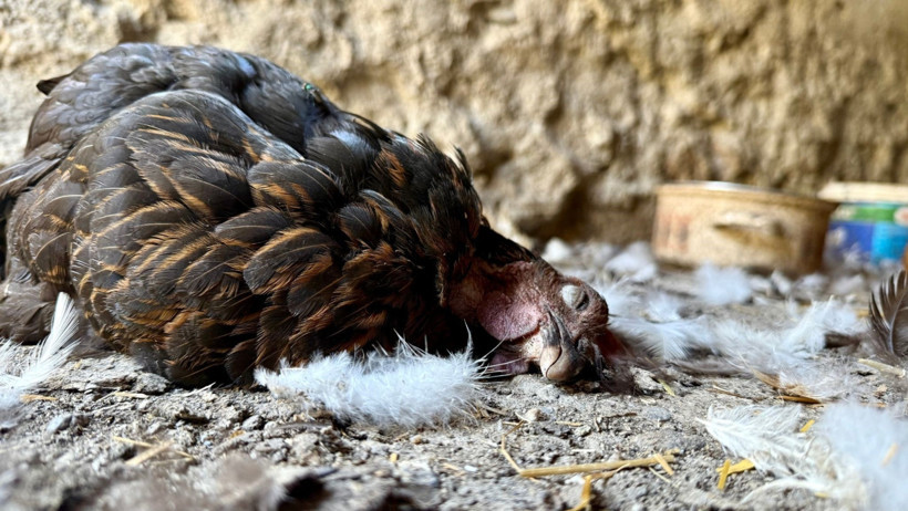 40 tavuk telef oldu: 22 yıllık emek bir gecede yok oldu - Resim : 1