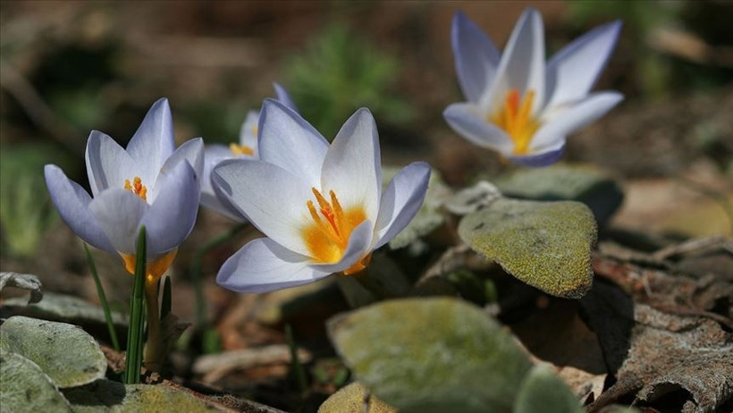 'Crocus Keltepensis' adını hiç duydunuz mu? Dünyada sadece Kocaeli’de var! - Resim : 1