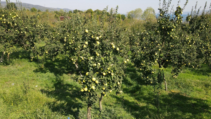 Kocaeli'nin en özel lezzetlerinden… Eşme ayvasının hasadı başladı! - Resim : 1