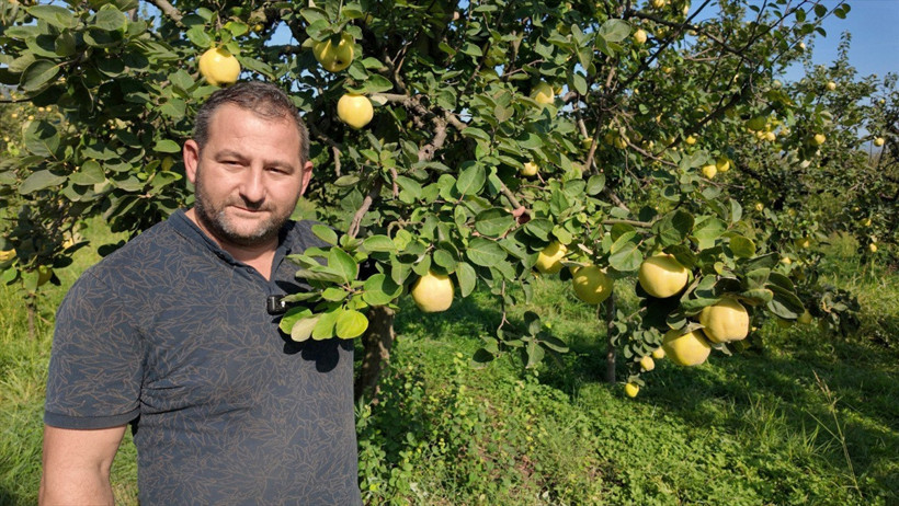 Kocaeli'nin en özel lezzetlerinden… Eşme ayvasının hasadı başladı! - Resim : 3