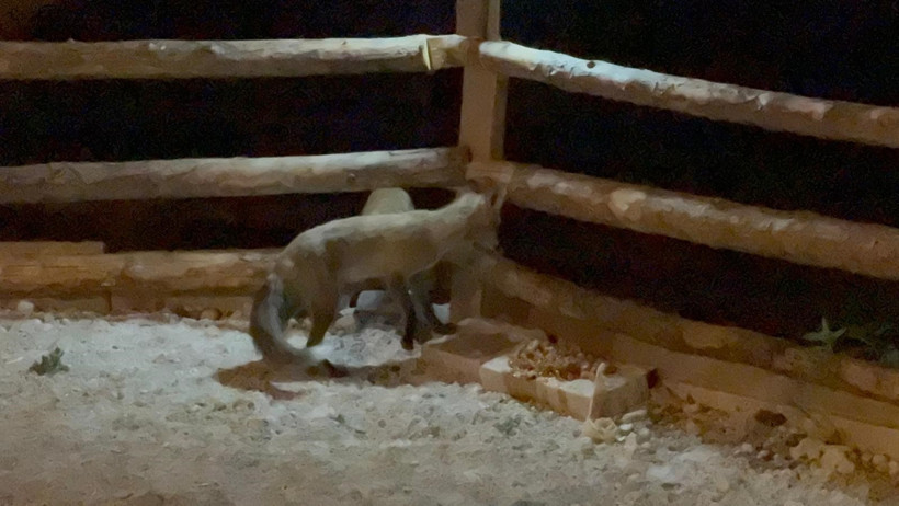 Vatandaş bahçesine giren tilkileri elleriyle besliyor - Resim : 1