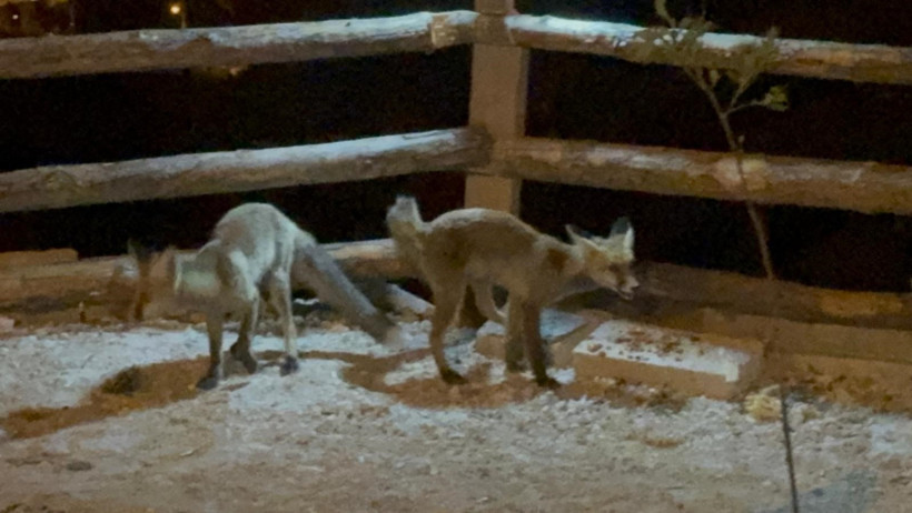 Vatandaş bahçesine giren tilkileri elleriyle besliyor - Resim : 2