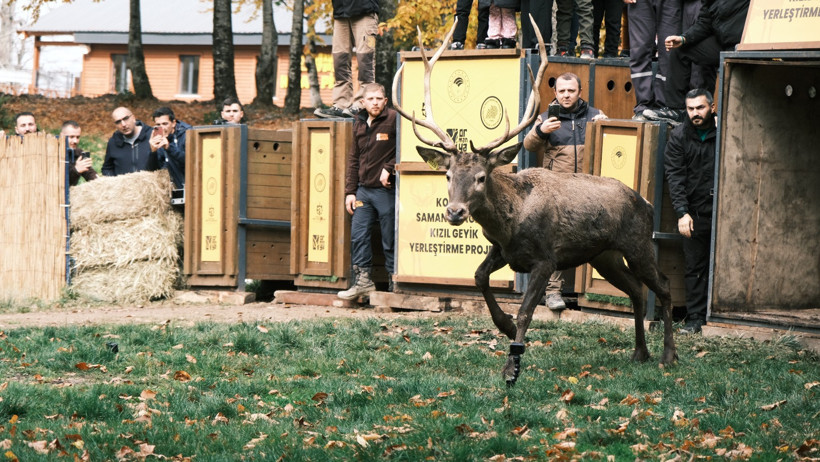 Kocaeli Büyükşehir Belediyesi'nden doğaya 7 yeni kızıl geyik daha - Resim : 5