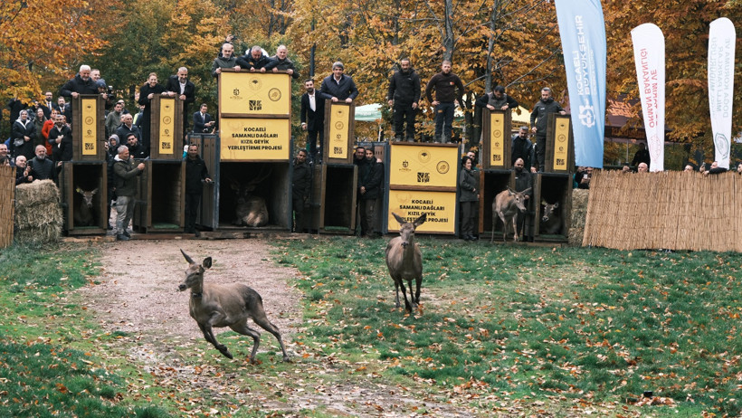 Kocaeli Büyükşehir Belediyesi'nden doğaya 7 yeni kızıl geyik daha - Resim : 6
