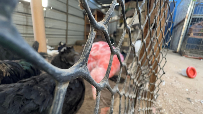 Gazze’de bir çadır, hayvanat bahçesinin kalan canlarına sığınak oldu - Resim : 3