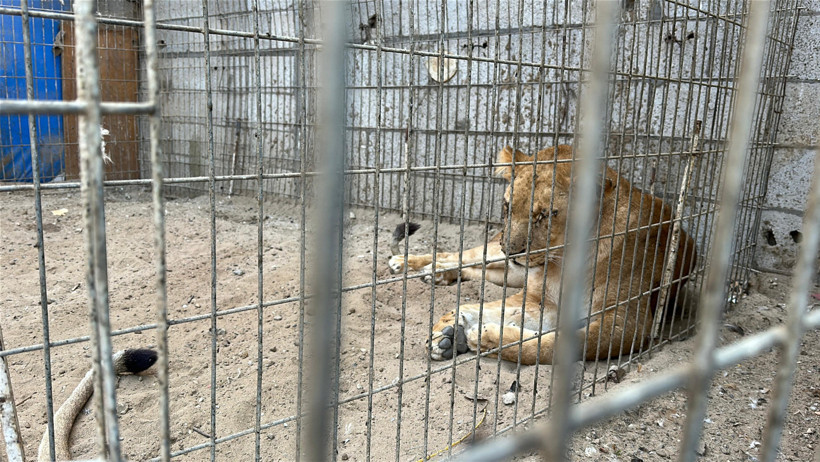 Gazze’de bir çadır, hayvanat bahçesinin kalan canlarına sığınak oldu - Resim : 2