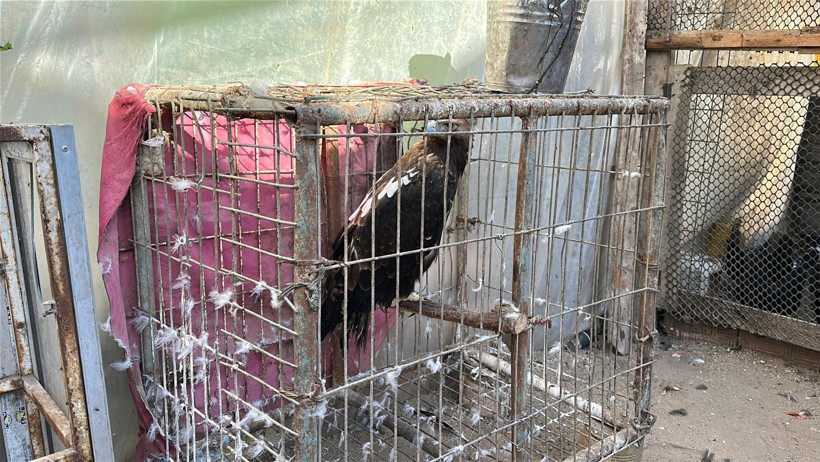 Gazze’de bir çadır, hayvanat bahçesinin kalan canlarına sığınak oldu - Resim : 4