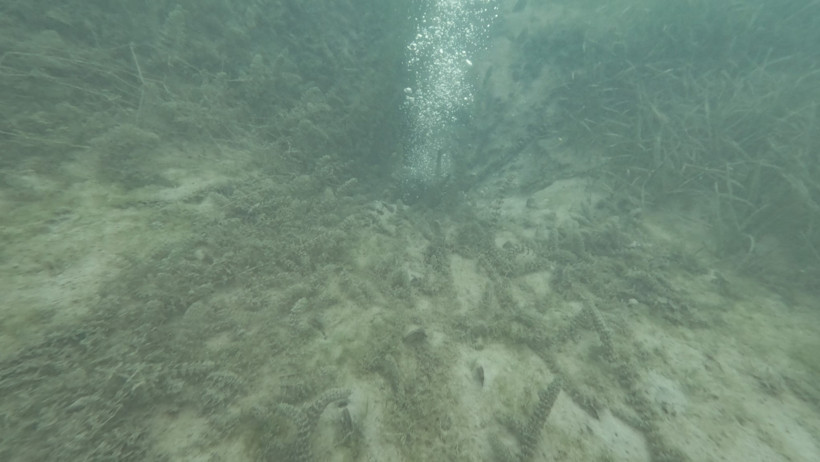 Endişeye sebep olmuştu... Sapanca Gölü'ndeki kabarcıkların sebebi belli oldu - Resim : 3