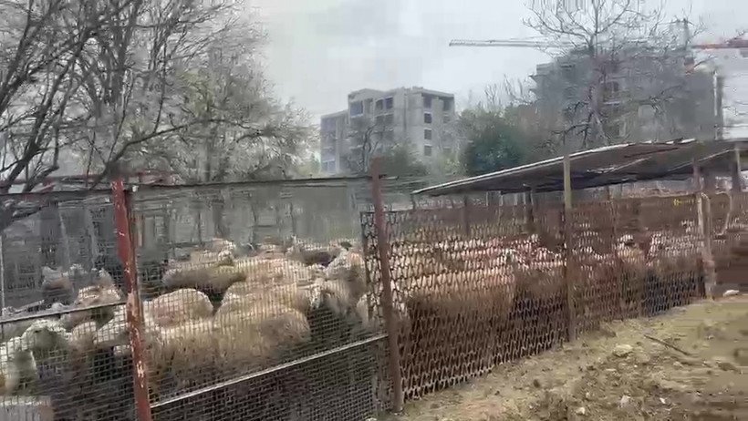 Ahırda çıkan yangında yüzlerce hayvan telef oldu! - Resim : 4