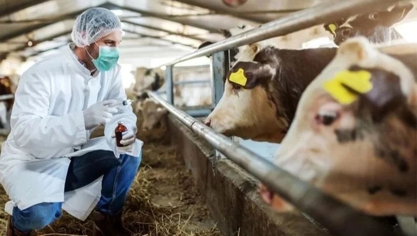 Kurban Bayramı öncesi şap alarmı: Karantina başladı - Resim: 6