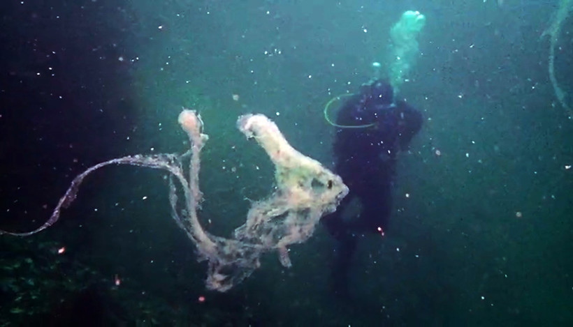 Marmara'da mercanlara müsilaj tehdidi! - Resim : 1