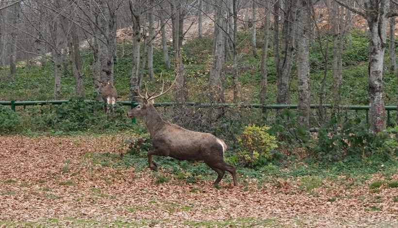 8 kızıl geyik doğaya salındı - Resim : 5