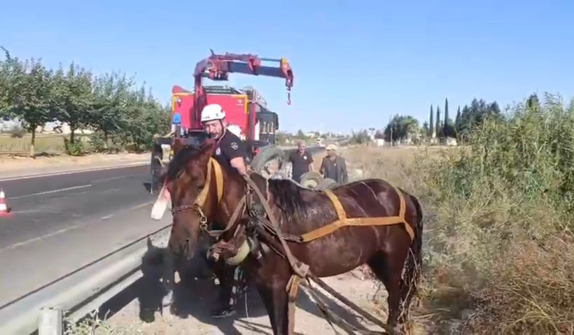 Tahliye kanalına düşen at için ekipler seferber oldu! - Resim : 2