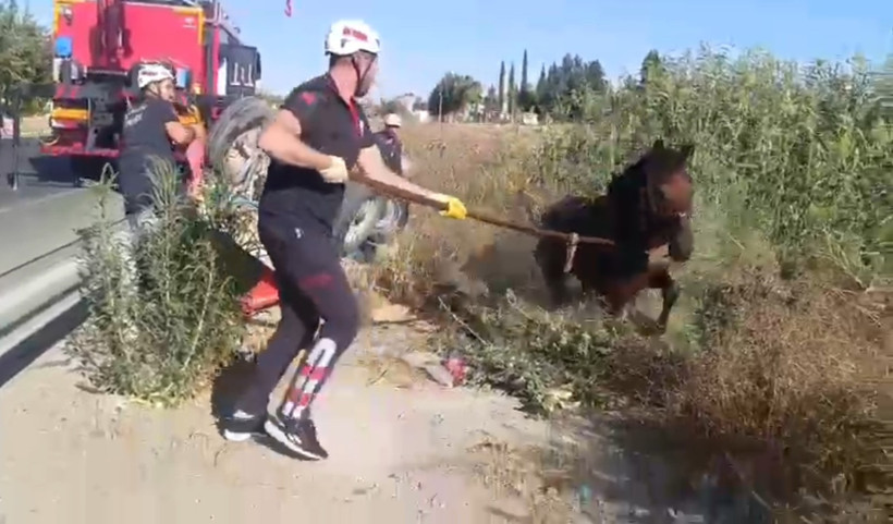 Tahliye kanalına düşen at için ekipler seferber oldu! - Resim : 1